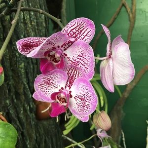 Meet your Posher, Darlene